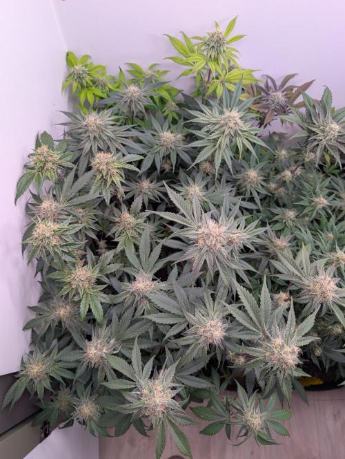 Mini Pheno hunt, 20 seeds in living soil. Week 10 - Bermuda's