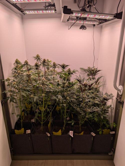 Mini Pheno hunt, 20 seeds in living soil. Week 10