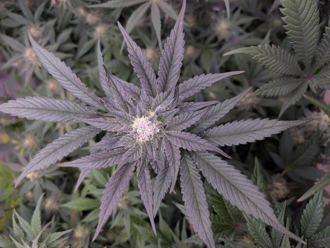 Mini Pheno hunt, 20 seeds in living soil. Week 10 - Dark orange bud pheno. Looks great smells like mandarins