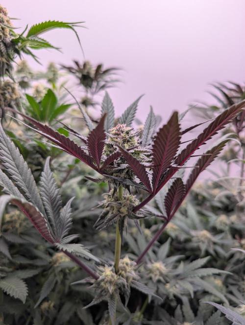 Mini Pheno hunt, 20 seeds in living soil. Week 10 - Aint she pretty