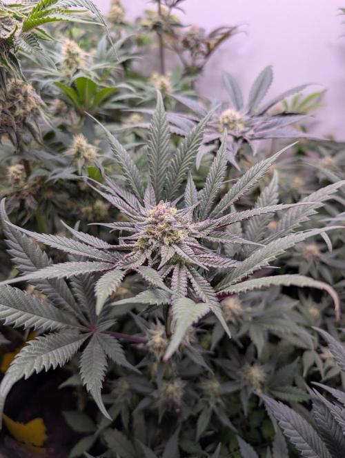 Mini Pheno hunt, 20 seeds in living soil. Week 10
