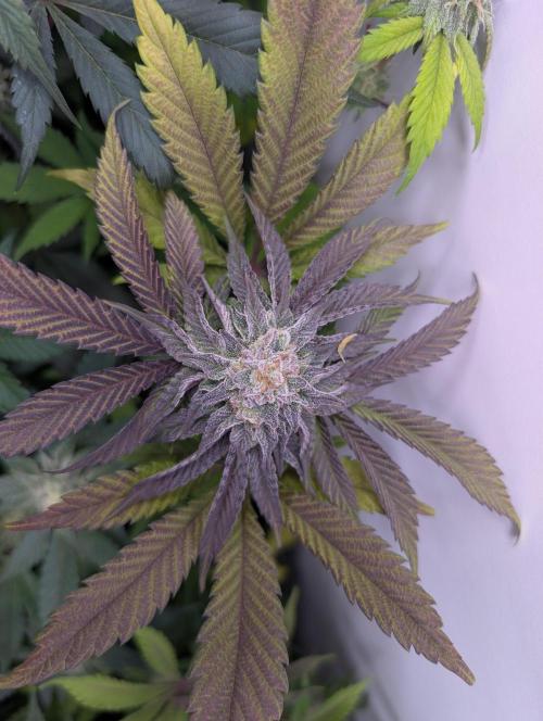 Mini Pheno hunt, 20 seeds in living soil. Week 10 - Fastest pheno. Purple punch leaning it seems