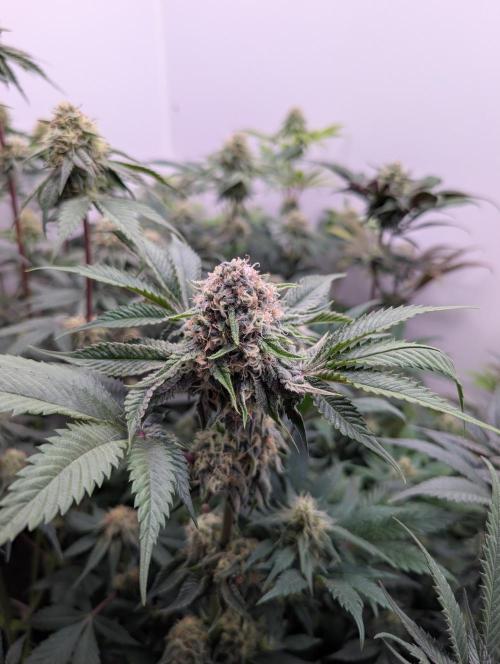 Mini Pheno hunt, 20 seeds in living soil. Week 10 - Bermuda Triangle 1