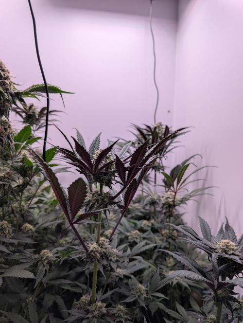 Mini Pheno hunt, 20 seeds in living soil. Week 10