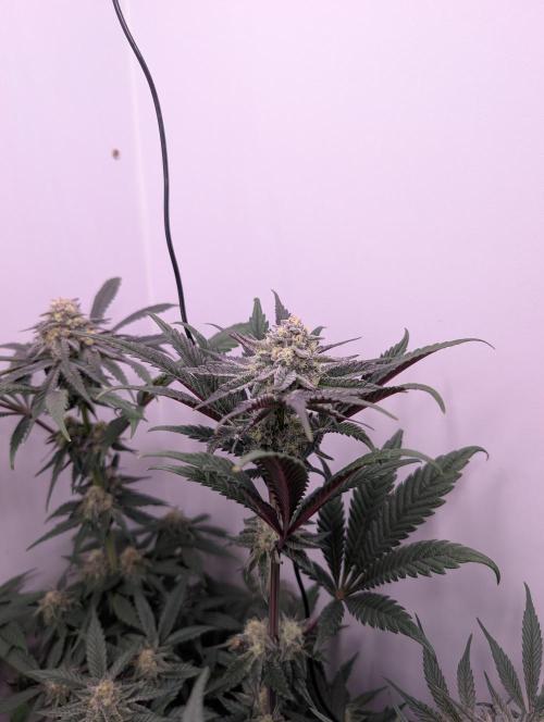Mini Pheno hunt, 20 seeds in living soil. Week 10 - Ob1+2