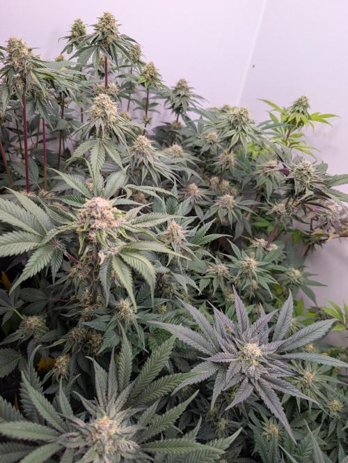 Mini Pheno hunt, 20 seeds in living soil. Week 10