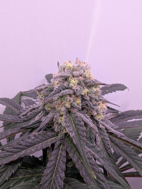 Mini Pheno hunt, 20 seeds in living soil. Week 10 - Ob1