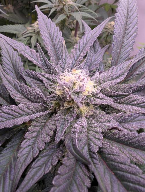 Mini Pheno hunt, 20 seeds in living soil. Week 10 - Ob mandarin
