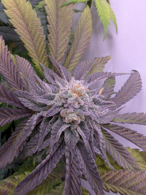 Mini Pheno hunt, 20 seeds in living soil. Week 10