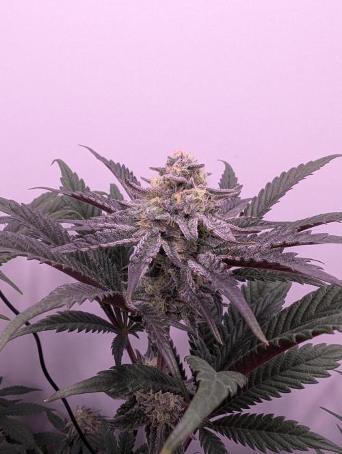 Mini Pheno hunt, 20 seeds in living soil. Week 10