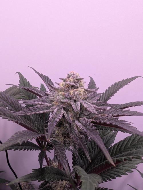 Mini Pheno hunt, 20 seeds in living soil. Week 10