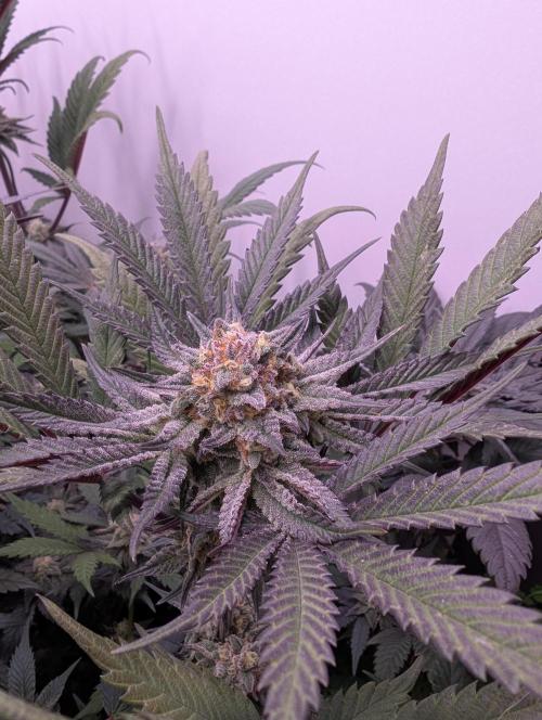 Mini Pheno hunt, 20 seeds in living soil. Week 10