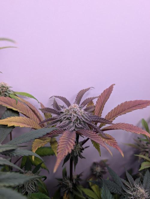 Mini Pheno hunt, 20 seeds in living soil. Week 11