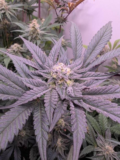 Mini Pheno hunt, 20 seeds in living soil. Week 11