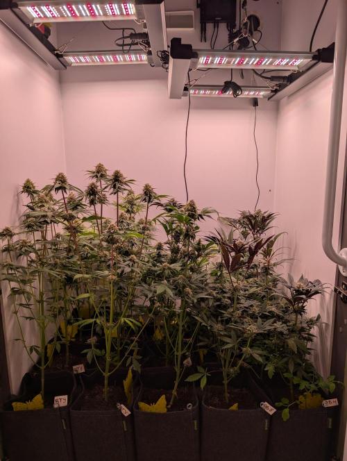 Mini Pheno hunt, 20 seeds in living soil. Week 11