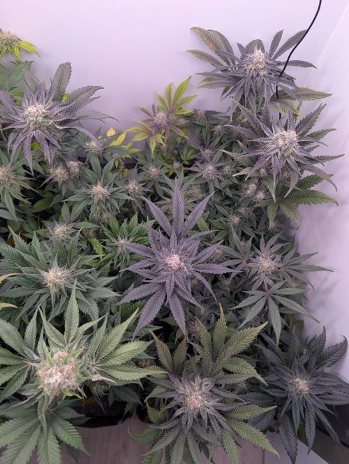 Mini Pheno hunt, 20 seeds in living soil. Week 11