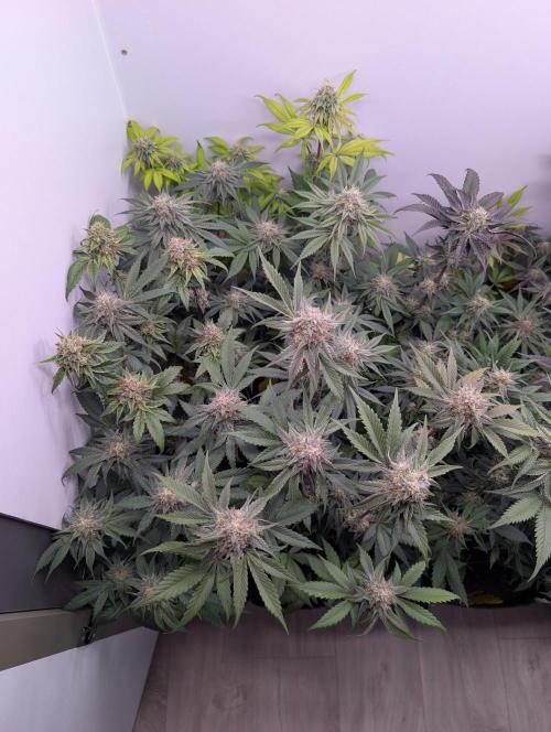 Mini Pheno hunt, 20 seeds in living soil. Week 11