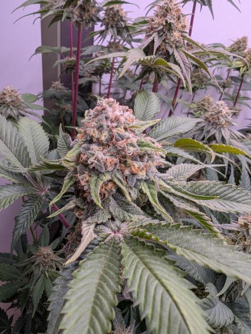 Mini Pheno hunt, 20 seeds in living soil. Week 11 - The juiciest of triangles