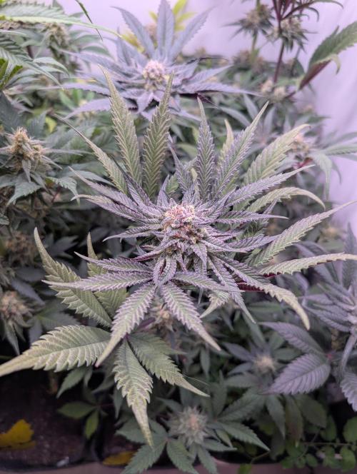 Mini Pheno hunt, 20 seeds in living soil. Week 11