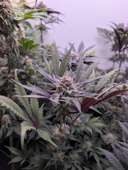 Mini Pheno hunt, 20 seeds in living soil. Week 11