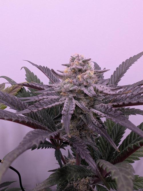 Mini Pheno hunt, 20 seeds in living soil. Week 11