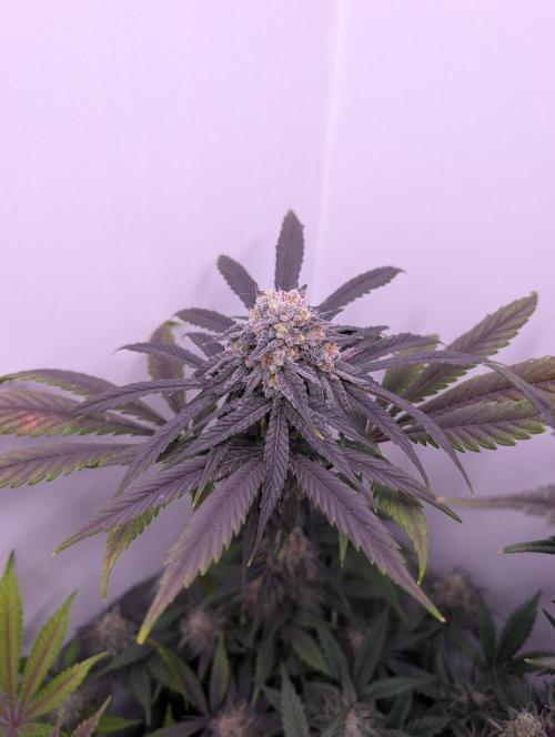 Mini Pheno hunt, 20 seeds in living soil. Week 11