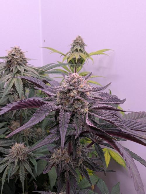 Mini Pheno hunt, 20 seeds in living soil. Week 11