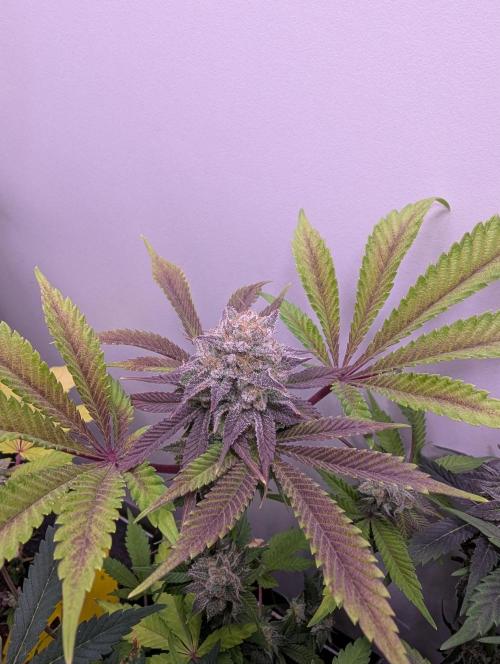 Mini Pheno hunt, 20 seeds in living soil. Week 11