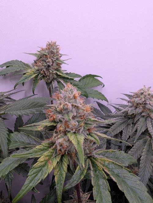 Mini Pheno hunt, 20 seeds in living soil. Week 11 - This one smells like rubber with a lemon kick