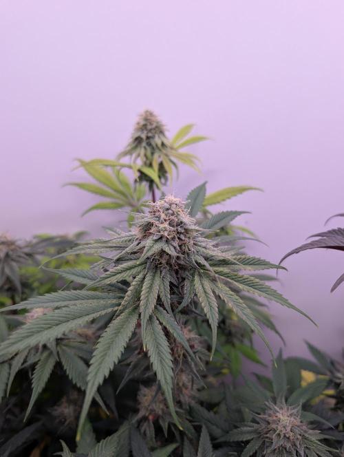 Mini Pheno hunt, 20 seeds in living soil. Week 11