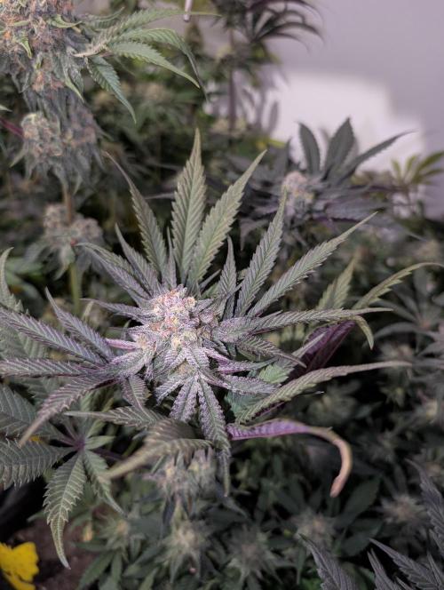 Mini Pheno hunt, 20 seeds in living soil. Week 11