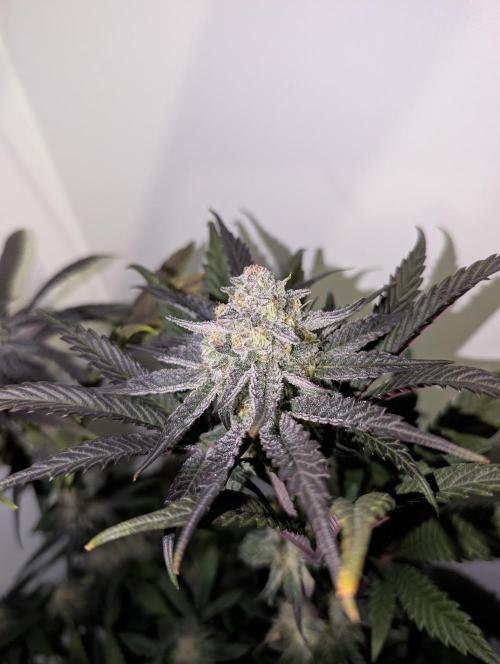 Mini Pheno hunt, 20 seeds in living soil. Week 11 - Aint she pretty? Ob2