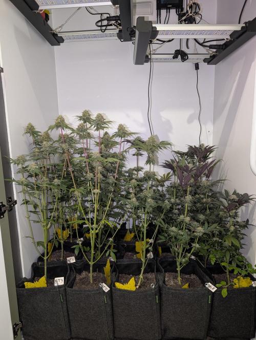 Mini Pheno hunt, 20 seeds in living soil. Week 11