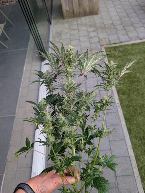 Mini Pheno hunt, 20 seeds in living soil. Week 11 - The culprit