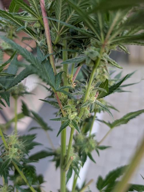 Mini Pheno hunt, 20 seeds in living soil. Week 11 - Nanners