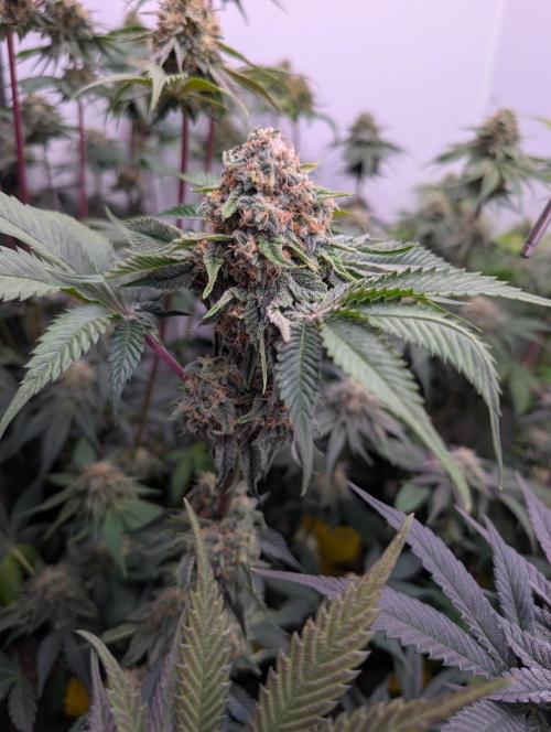 Mini Pheno hunt, 20 seeds in living soil. Week 12