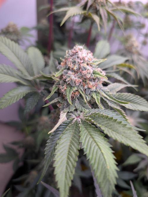 Mini Pheno hunt, 20 seeds in living soil. Week 12