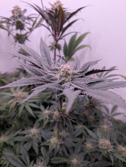 Mini Pheno hunt, 20 seeds in living soil. Week 12