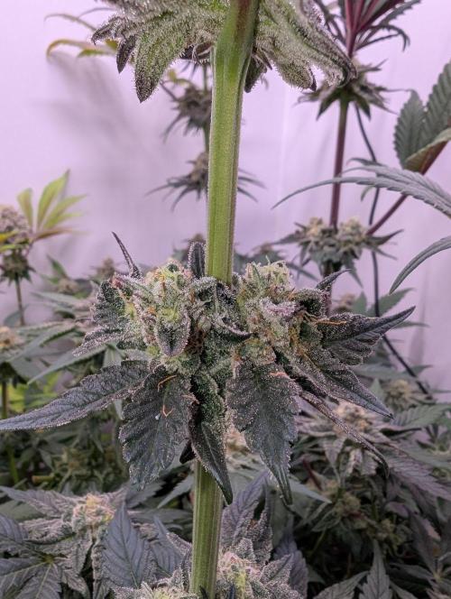 Mini Pheno hunt, 20 seeds in living soil. Week 12