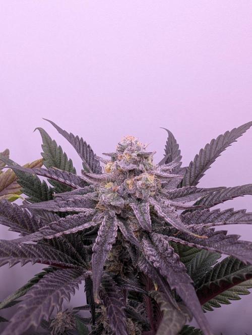 Mini Pheno hunt, 20 seeds in living soil. Week 12