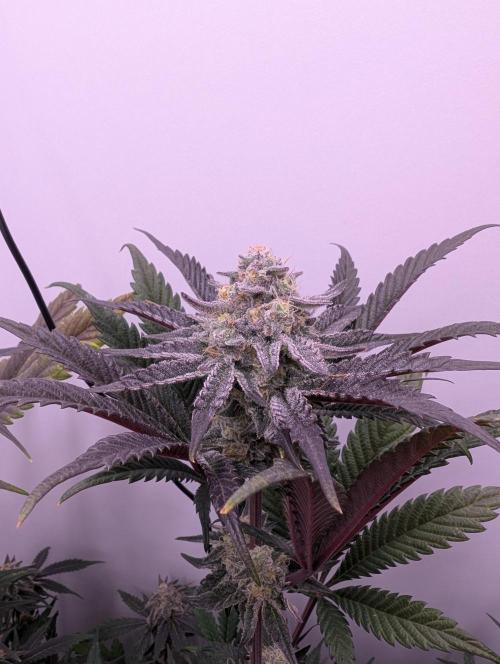 Mini Pheno hunt, 20 seeds in living soil. Week 12