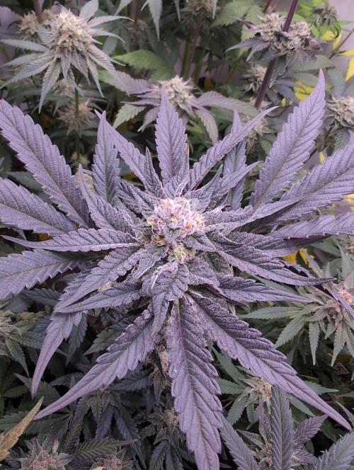 Mini Pheno hunt, 20 seeds in living soil. Week 12