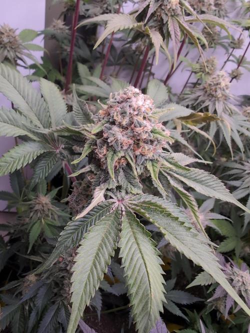 Mini Pheno hunt, 20 seeds in living soil. Week 12 - Bt1
