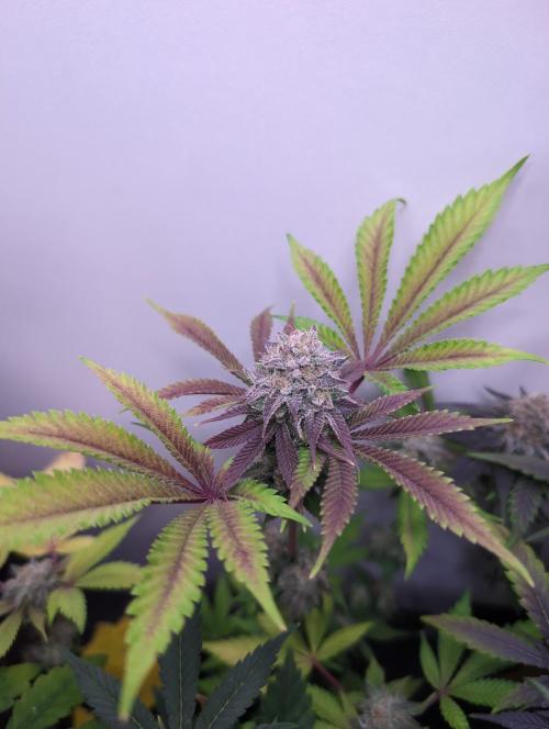 Mini Pheno hunt, 20 seeds in living soil. Week 12 - Ob5