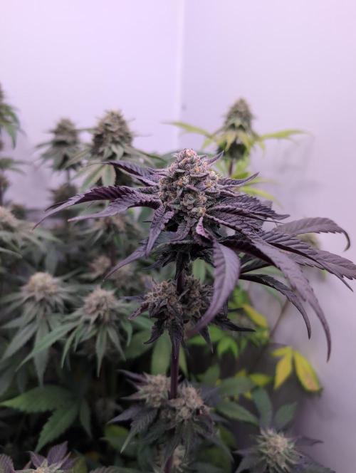 Mini Pheno hunt, 20 seeds in living soil. Week 12 - Ob8