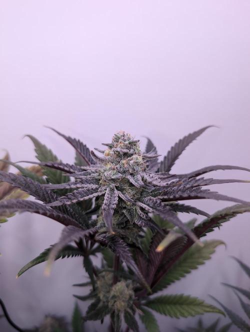 Mini Pheno hunt, 20 seeds in living soil. Week 12 - Ob2