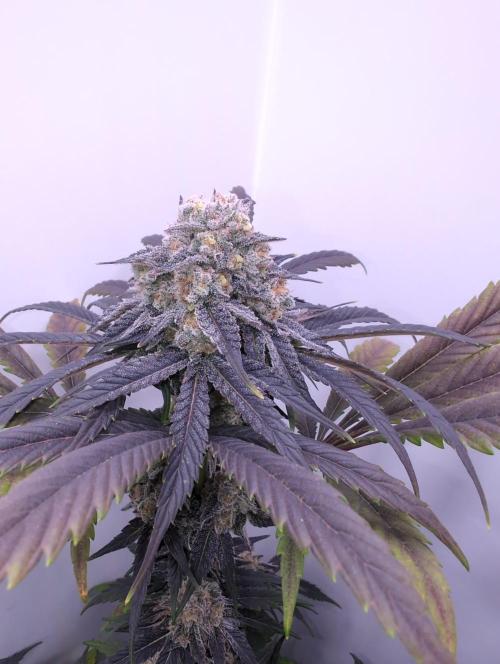 Mini Pheno hunt, 20 seeds in living soil. Week 12 - Ob1