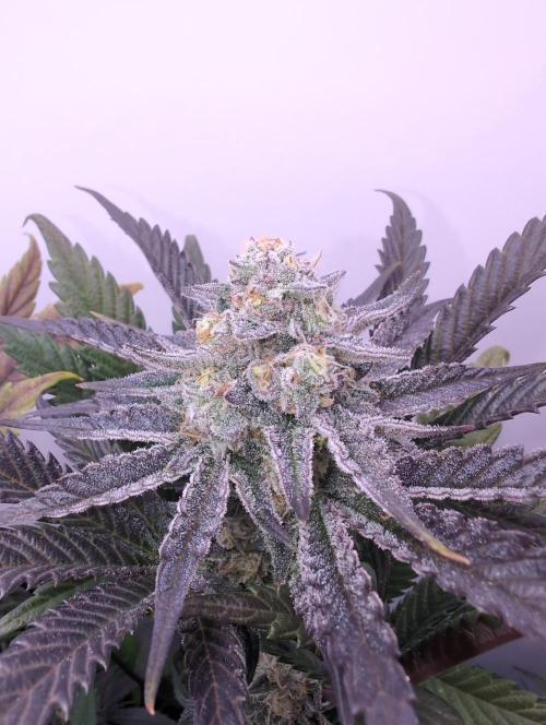 Mini Pheno hunt, 20 seeds in living soil. Week 12 - Ob2