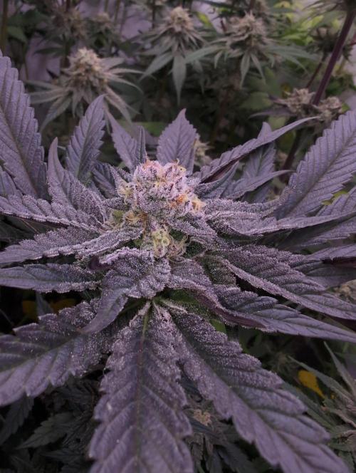 Mini Pheno hunt, 20 seeds in living soil. Week 12 - Ob7 mandarin pheno