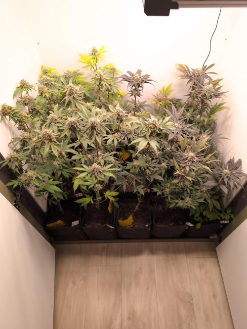 Mini Pheno hunt, 20 seeds in living soil. Week 12